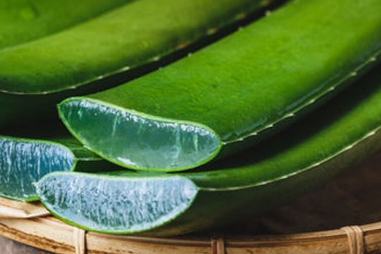 aloe vera je vhodné na rôzne využitie v starostlivosti o pleť a pokožku