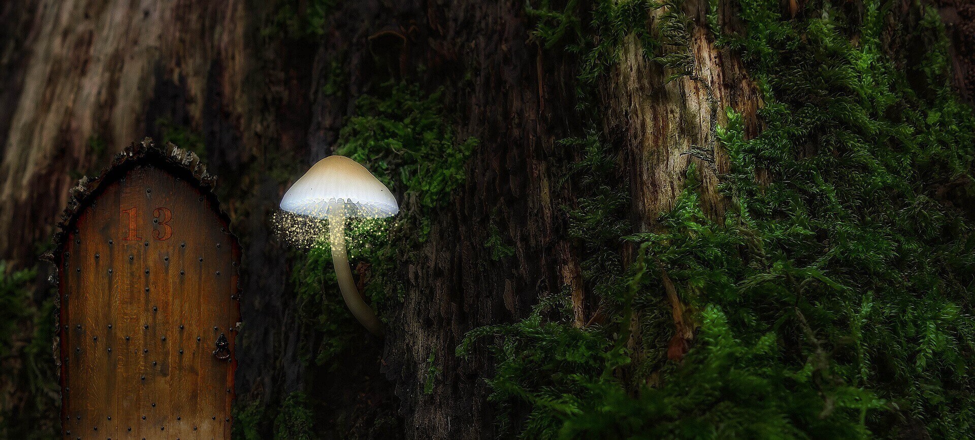 svetelný hríb v lese